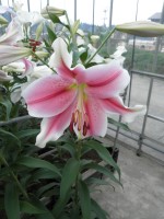 [1728 PinkBrillianto DJ No01.JPG]